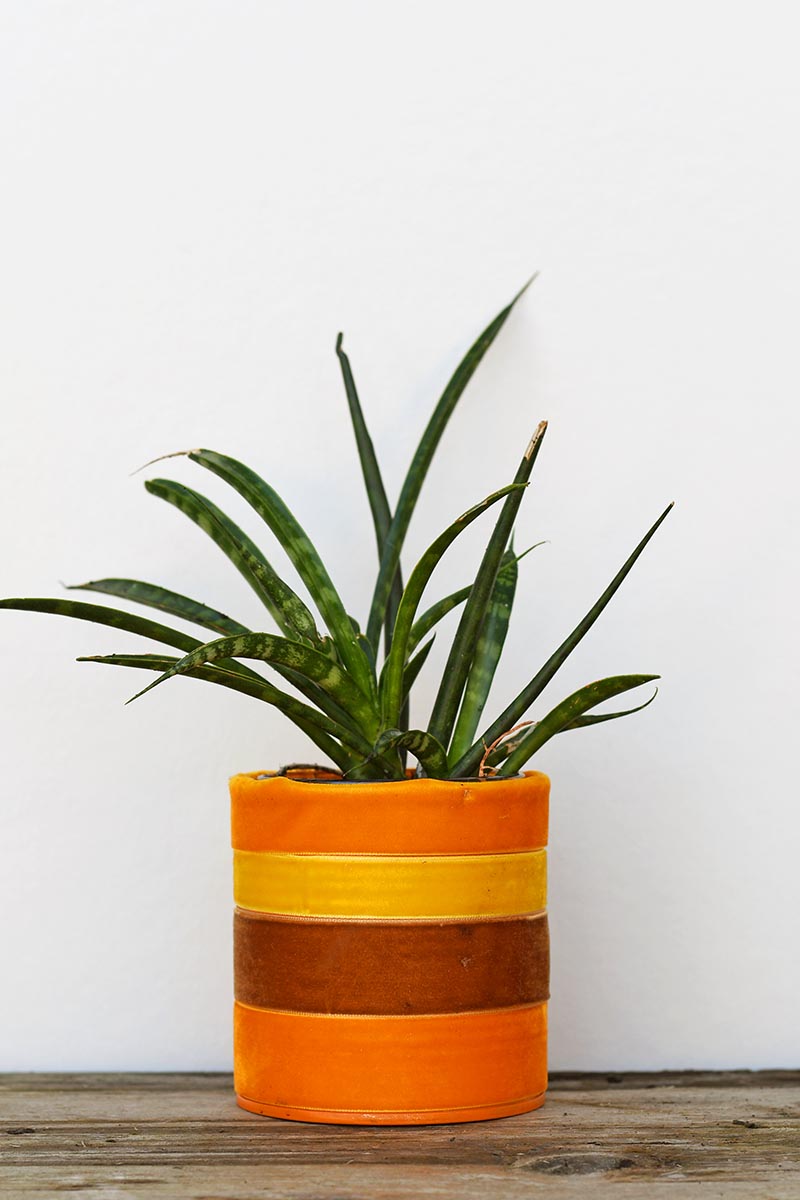 A green aloe plant inside of a orange, red and yellow planter.