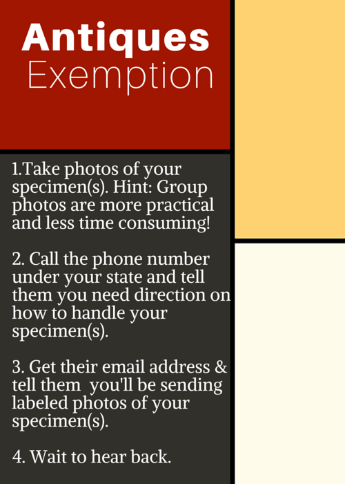 Antiques Exemption