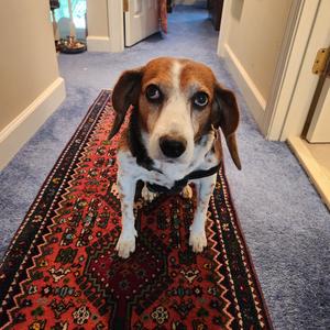 Estate Sales Charleston profile picture