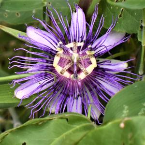 Seller profile picture